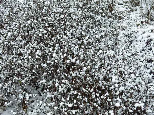 Excelente Fundo Inverno Arbustos Sob Grumos Neve Após Uma Queda — Fotografia de Stock