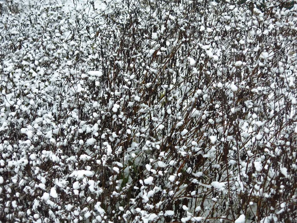 Excelente Fondo Invierno Arbustos Bajo Grumos Nieve Después Una Fuerte — Foto de Stock