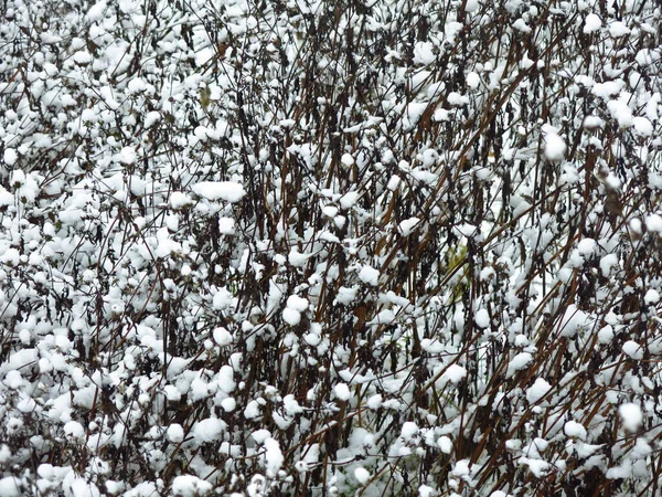Ottimo Sfondo Invernale Cespugli Sotto Noduli Neve Dopo Una Forte — Foto Stock
