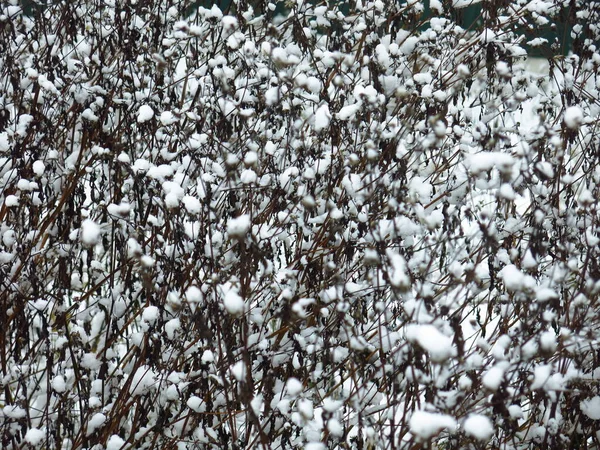 Ottimo Sfondo Invernale Cespugli Sotto Noduli Neve Dopo Una Forte — Foto Stock