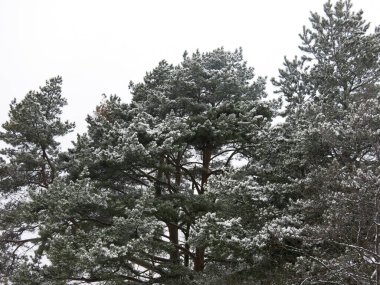 Karla kaplı uzun çam ağacı