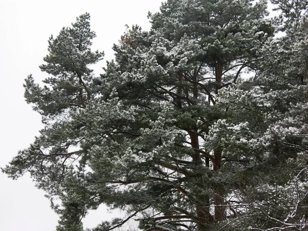 tall pine tree covered with snow