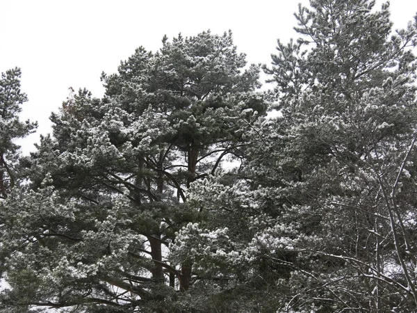 Magas Fenyőfa Hóval Borítva — Stock Fotó