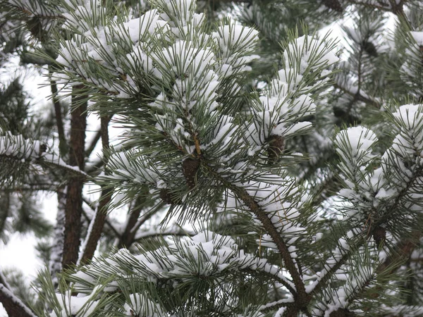 毛茸茸的松枝上覆盖着雪 — 图库照片
