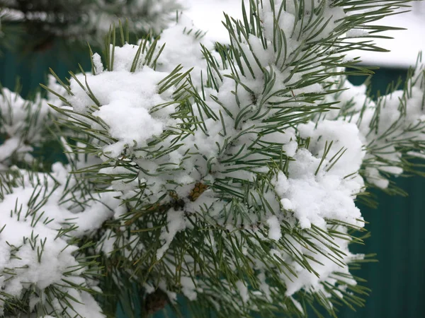 Ветвь Пушистой Сосны Покрыта Снегом — стоковое фото