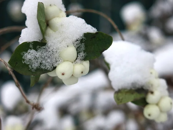 Baies Mûres Caprifoliaceae Sous Première Neige — Photo