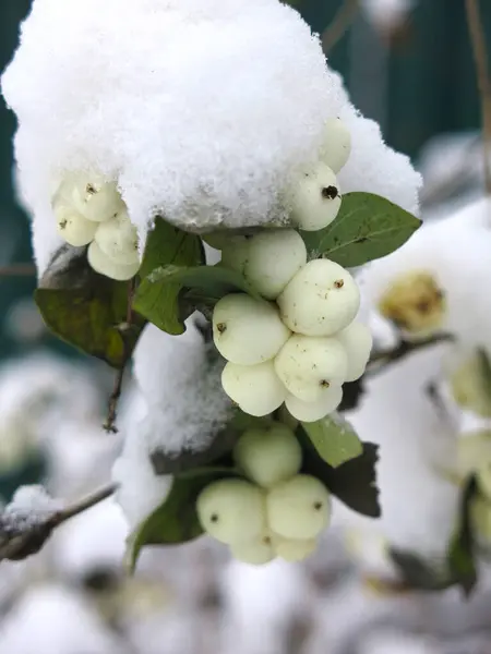 最初の雪の下でのスノーベリー Caprifoleae の果実 — ストック写真