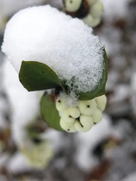 Bogyósgyümölcsűek Caprifoliaceae Első Alatt — Stock Fotó