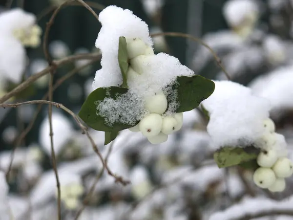 Baies Mûres Caprifoliaceae Sous Première Neige — Photo