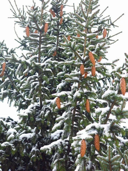 雪に覆われたクリスマスツリーには大きなコーンがたくさんあります — ストック写真