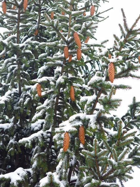 雪に覆われたクリスマスツリーには大きなコーンがたくさんあります — ストック写真