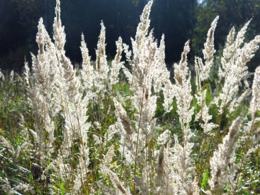 Ağustosta bir tarlada akşam güneşinde çimen panikleri sallanıyor.