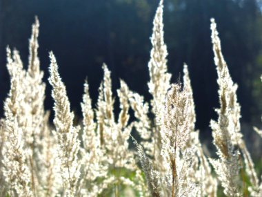 Ağustosta bir tarlada akşam güneşinde çimen panikleri sallanıyor.