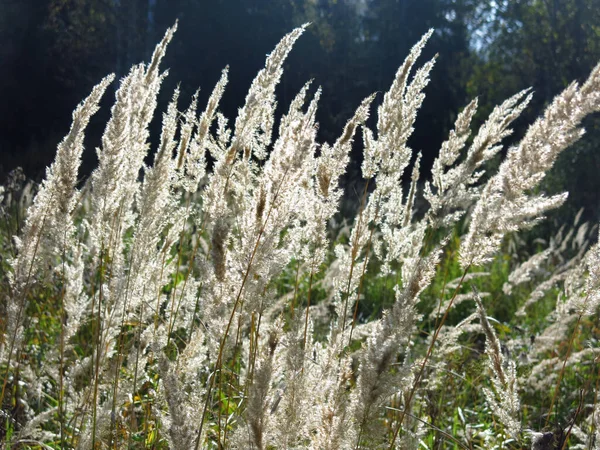 8月の畑で夜の太陽の光に揺れる草の小片 — ストック写真