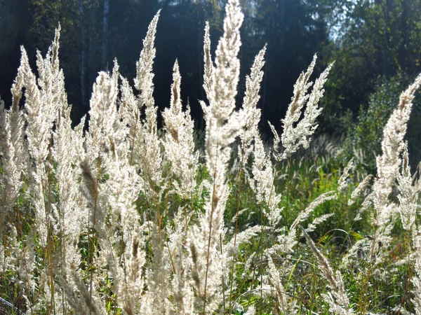 Panicles Ruoho Keinu Illalla Aurinko Pellolla Elokuussa — kuvapankkivalokuva