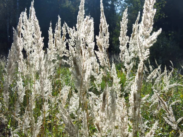 Panicles Grass Swing Evening Sun Field Τον Αύγουστο — Φωτογραφία Αρχείου