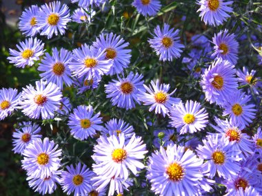 Bahçede donmadan önce mavi kabarık sonbahar papatyaları