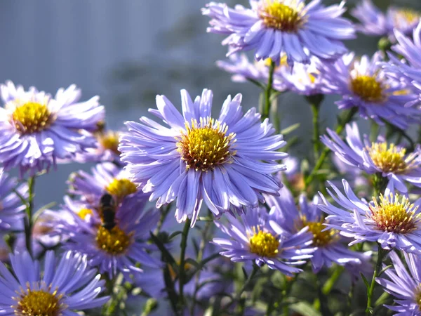 Margherite Autunnali Morbide Blu Prima Del Gelo Giardino — Foto Stock