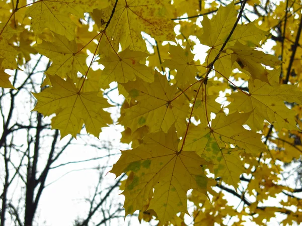 Větev Žlutými Listy Podzimního Javoru — Stock fotografie