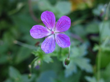 Orman sardunyası (Geranium sylvaticum) yazın mor çiçeklerle açar
