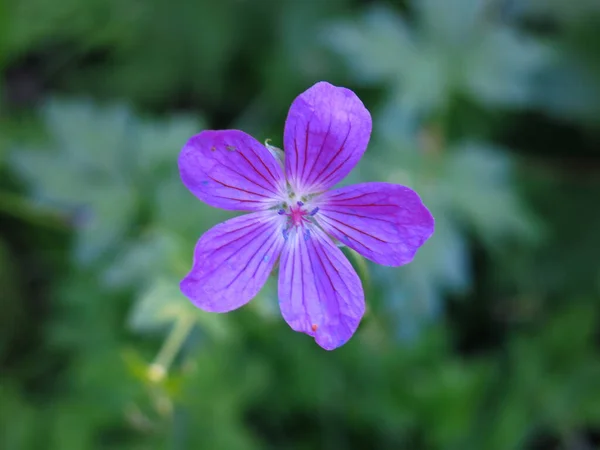 Geranium Leśne Geranium Sylvaticum Kwitnie Latem Fioletowymi Kwiatami — Zdjęcie stockowe