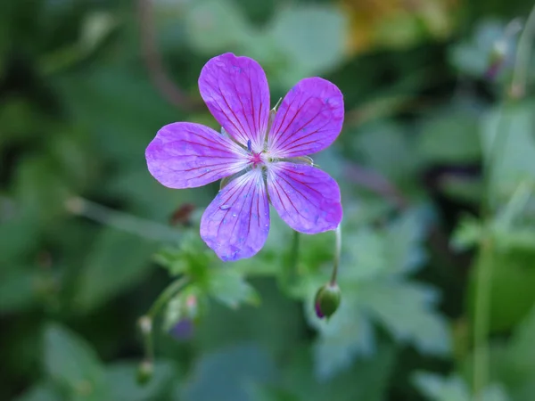 Géranium Forestier Geranium Sylvaticum Fleurit Été Avec Des Fleurs Violettes — Photo