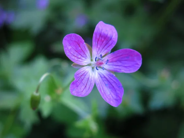 Geranio Forestal Geranium Sylvaticum Florece Verano Con Flores Púrpuras — Foto de Stock