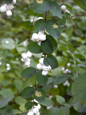 Beyaz böğürtlen ve yeşil yapraklı karmersini çalısı (Symphoricarpos)