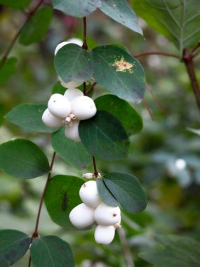 Beyaz böğürtlen ve yeşil yapraklı karmersini çalısı (Symphoricarpos)
