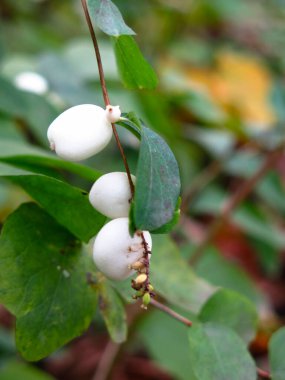 Beyaz böğürtlen ve yeşil yapraklı karmersini çalısı (Symphoricarpos)