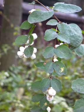 Beyaz böğürtlen ve yeşil yapraklı karmersini çalısı (Symphoricarpos)