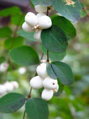 Beyaz böğürtlen ve yeşil yapraklı karmersini çalısı (Symphoricarpos)