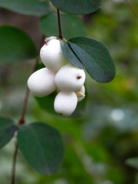 Beyaz böğürtlen ve yeşil yapraklı karmersini çalısı (Symphoricarpos)