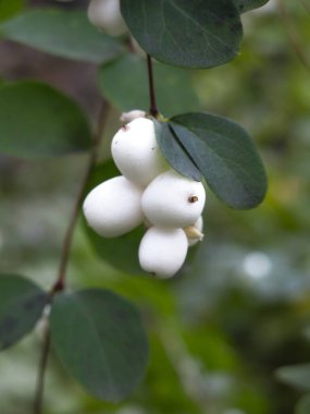 Beyaz böğürtlen ve yeşil yapraklı karmersini çalısı (Symphoricarpos)