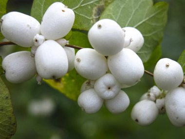 Beyaz böğürtlen ve yeşil yapraklı karmersini çalısı (Symphoricarpos)