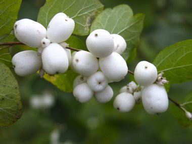 Beyaz böğürtlen ve yeşil yapraklı karmersini çalısı (Symphoricarpos)