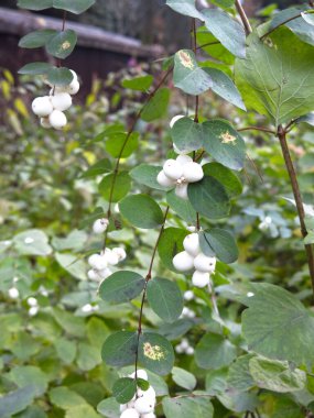 Beyaz böğürtlen ve yeşil yapraklı karmersini çalısı (Symphoricarpos)