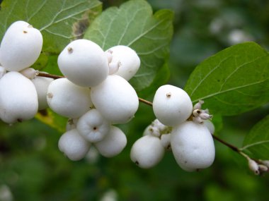 Beyaz böğürtlen ve yeşil yapraklı karmersini çalısı (Symphoricarpos)
