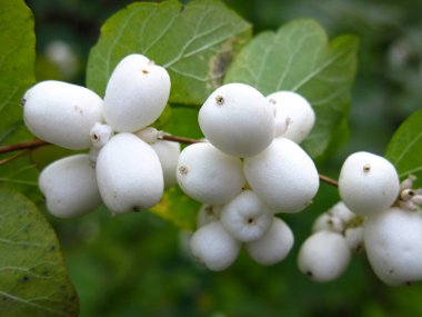 Beyaz böğürtlen ve yeşil yapraklı karmersini çalısı (Symphoricarpos)
