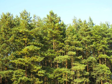Ormandaki çam ağaçları mavi gökyüzüne karşı