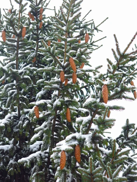 雪に覆われたクリスマスツリーには大きなコーンがたくさんあります — ストック写真