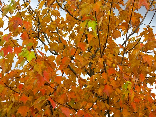 bright orange-yellow autumn maple on the sky background