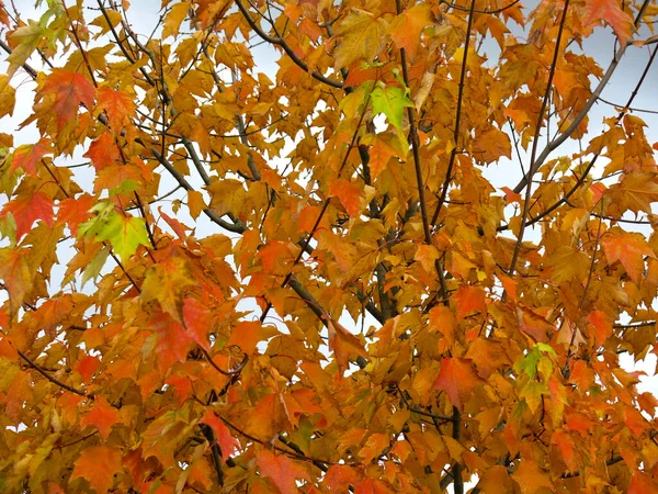 Bordo Outono Laranja Amarelo Brilhante Fundo Céu — Fotografia de Stock