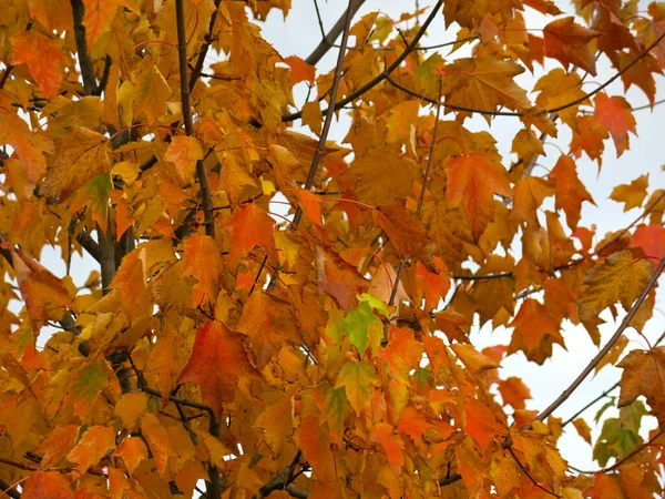 Bordo Outono Laranja Amarelo Brilhante Fundo Céu — Fotografia de Stock