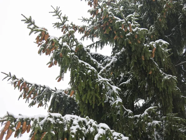 Многие Шишки Висят Деревьях Зимой — стоковое фото