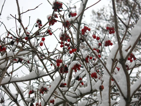 Czerwone Jagody Viburnum Wiszą Krzewie Zimie — Zdjęcie stockowe