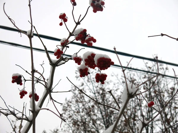 Bagas Viburnum Vermelhas Penduram Arbusto Inverno — Fotografia de Stock