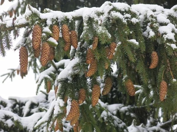 Viele Zapfen Hängen Winter Der Fichte — Stockfoto