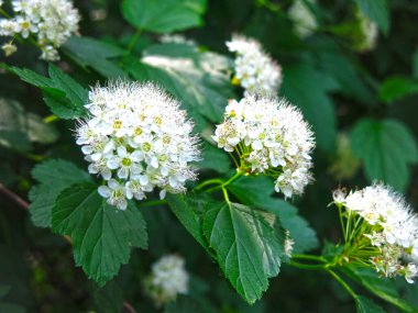 Physocarpus (Rosaceae opulifopius) yaygın olarak Spiraea (veya spirea) olarak adlandırılır.)