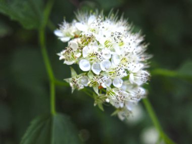 Physocarpus (Rosaceae opulifopius) yaygın olarak Spiraea (veya spirea) olarak adlandırılır.)
